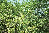 GA黄金甲,油茶种植出产加工销售,植物油种植出产加工销售 GA黄金甲,油茶种植出产加工销售,植物油种植出产加工销售