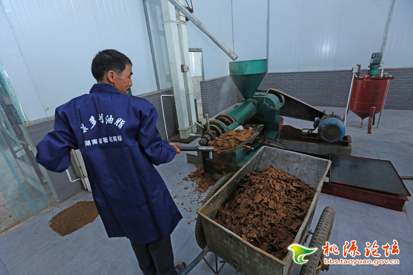 GA黄金甲,油茶种植出产加工销售,植物油种植出产加工销售