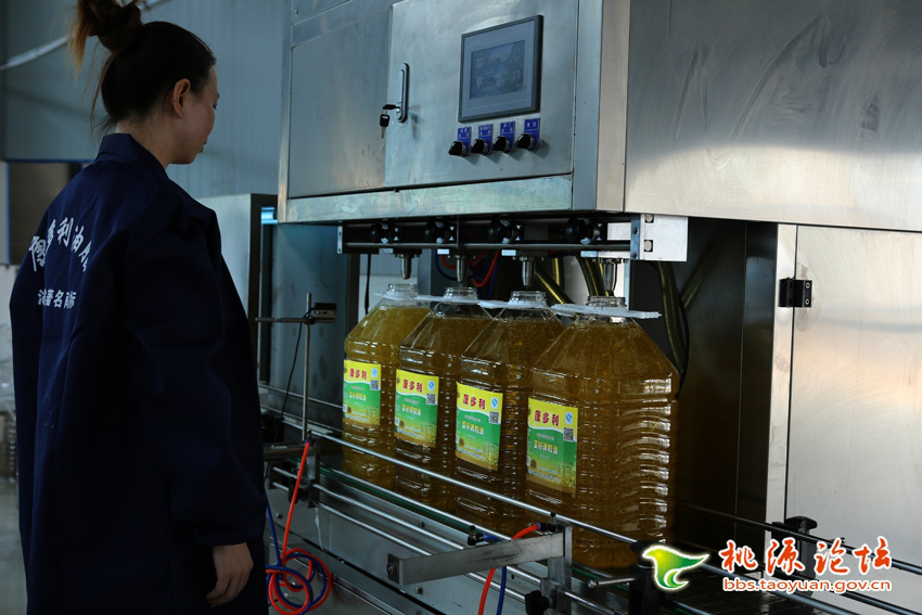 GA黄金甲,油茶种植出产加工销售,植物油种植出产加工销售