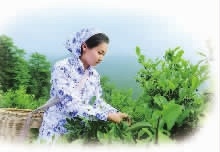 GA黄金甲,油茶种植出产加工销售,植物油种植出产加工销售 GA黄金甲,油茶种植出产加工销售,植物油种植出产加工销售