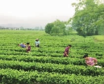 GA黄金甲,油茶种植出产加工销售,植物油种植出产加工销售 GA黄金甲,油茶种植出产加工销售,植物油种植出产加工销售