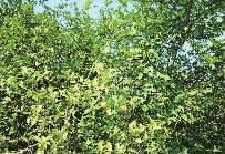 GA黄金甲,油茶种植出产加工销售,植物油种植出产加工销售 GA黄金甲,油茶种植出产加工销售,植物油种植出产加工销售